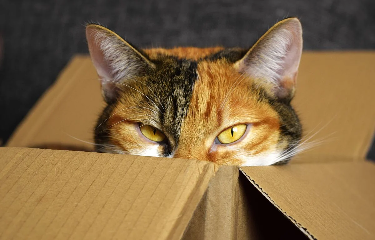 1200x768 le chat a ete decouvert au