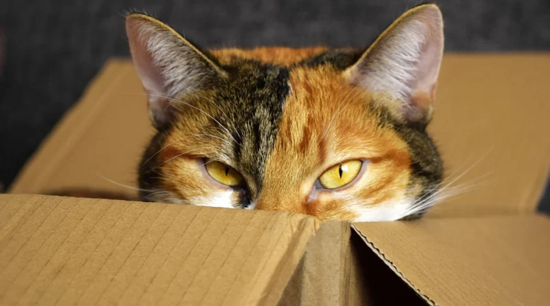 Un héros français de Crans-Montana privé d’aide d’urgence par la Suisse