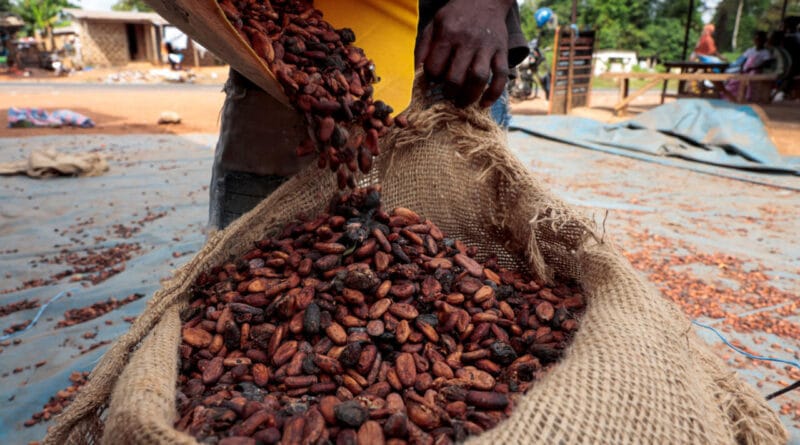 Cocoa drops, but not chocolate: the collapse of the grain puts producers in suspense - Economy