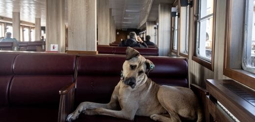 WORLD NEWS: Türkiye: Dogs as family members - A Bosch advertisement for Mother's Day causes a scandal 4 001ed239 0804 452f 8c21