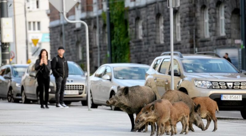 In Poland, wild boars are taking over cities and causing a lively debate