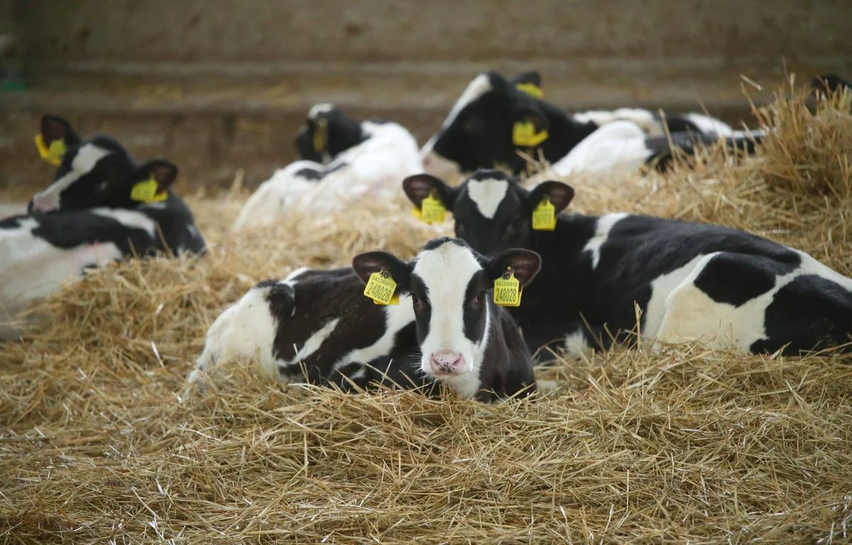 ALERT: 67-year-old woman dies attacked by herd of cows 2 1200x768 8842164 16 01 2025 un troupeau de vaches est apercu dans une etable de l entreprise agricol
