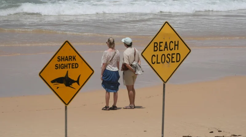 Un plongeur tué après avoir été attaqué par un requin en Australie
