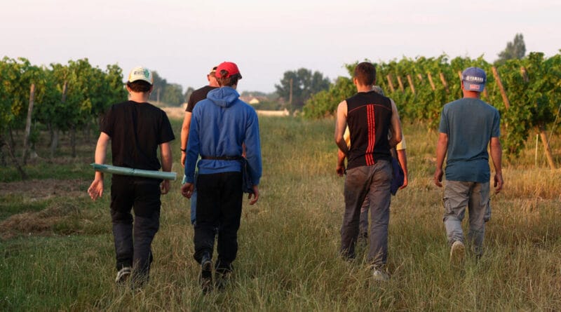 Decimated livestock, reduced harvests: agriculture forced to adapt to heatwaves?